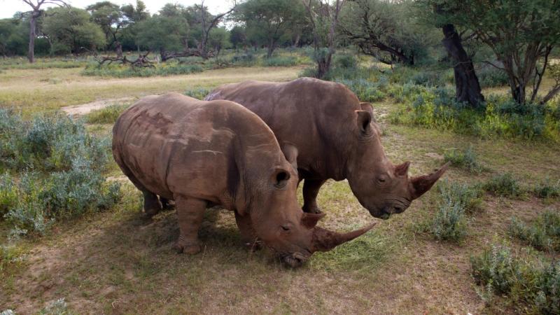 Pareja en extinción
