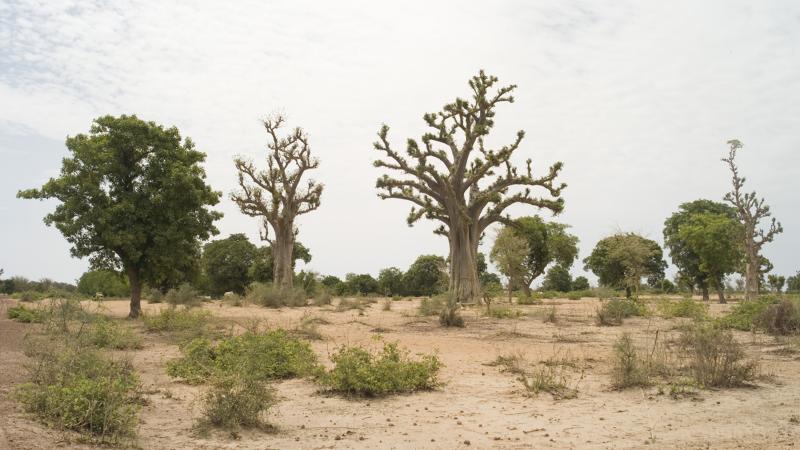 41.	Paisajes, proyecto Soutoura de Ángel Luis Aldai, Casa África