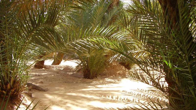 14.	Paisaje de Tidjikja (Mauritania, 2005)