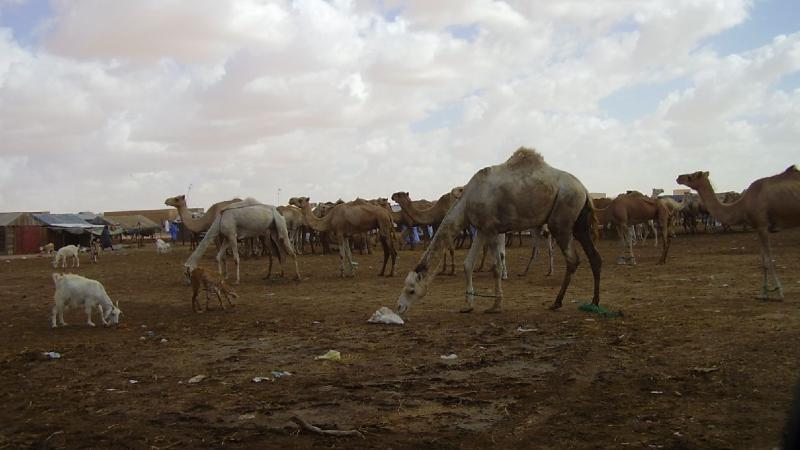 13. Imágenes de Butilimit, Mauritania