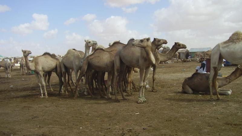 14. Imágenes de Butilimit, Mauritania