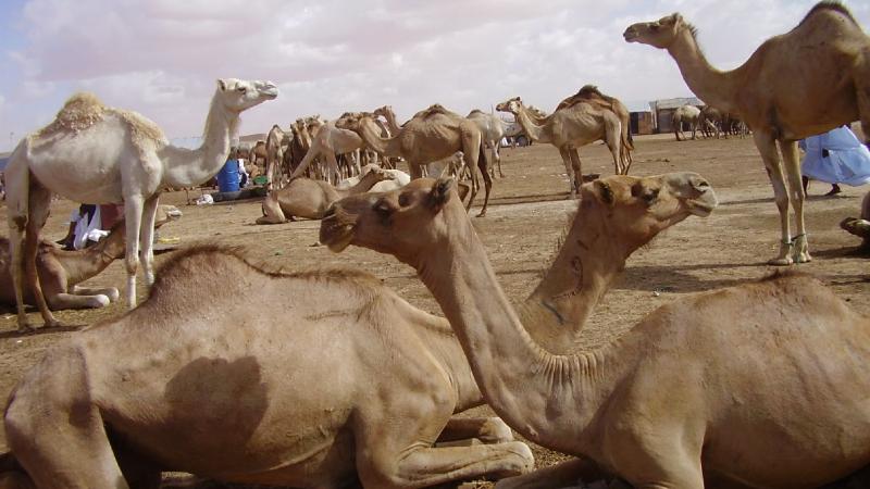 15. Imágenes de Butilimit, Mauritania