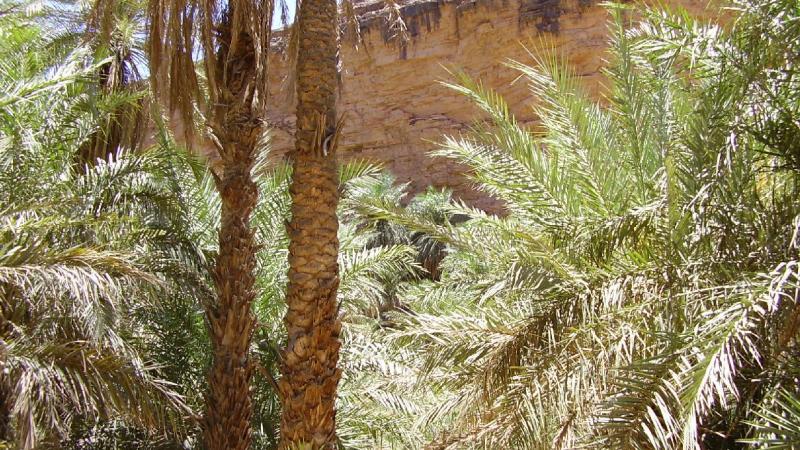 22.	Imagen de palmeral Tergit en Chinguetti, Mauritania