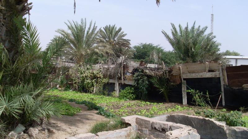 10. Imagen de un huerto en Nouadhibou, Mauritania