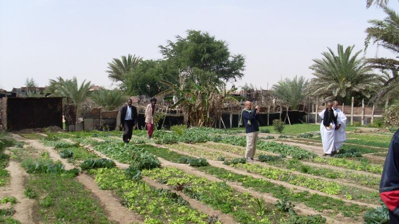 11. Imagen de un huerto en Nouadhibou, Mauritania