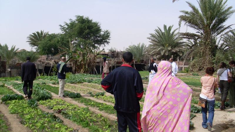 13. Imagen de un huerto en Nouadhibou, Mauritania