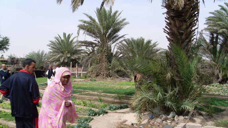 14. Imagen de un huerto en Nouadhibou, Mauritania