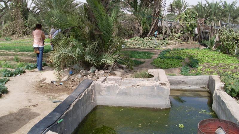 15. Imagen de un huerto en Nouadhibou, Mauritania
