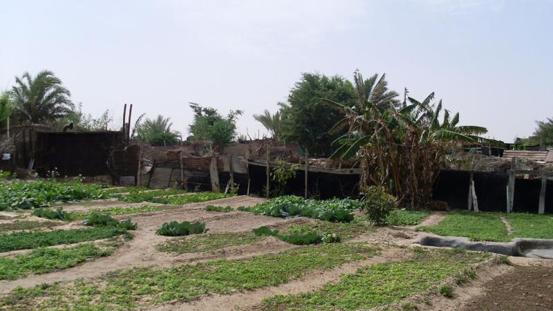 16. Imagen de un huerto en Nouadhibou, Mauritania