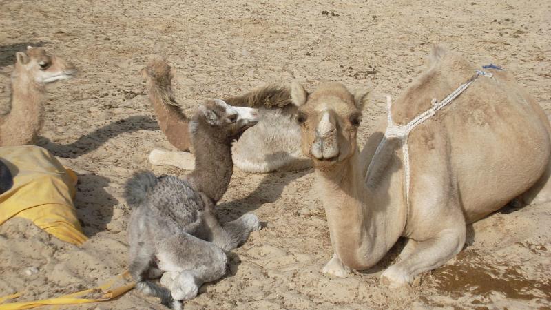 18. Imagen de los alrededores de Nouadhibou
