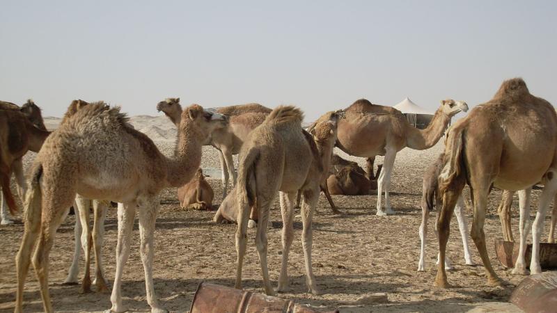 19. Imagen de los alrededores de Nouadhibou