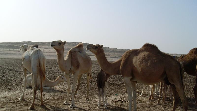 20. Imagen de los alrededores de Nouadhibou