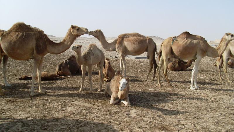 21. Imagen de los alrededores de Nouadhibou