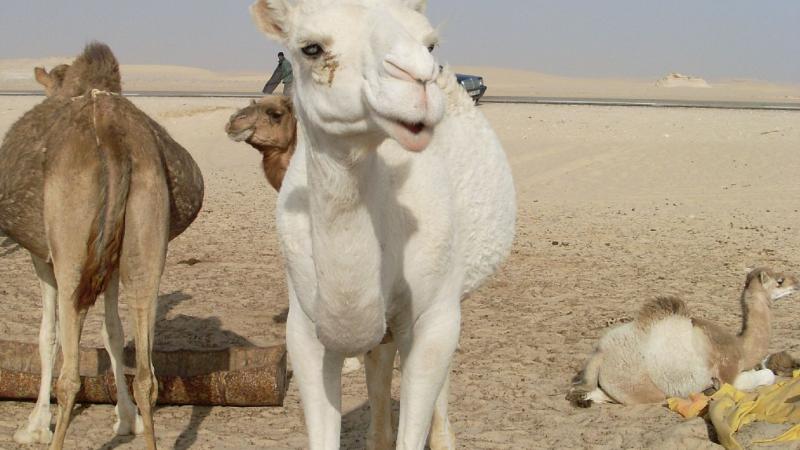 23. Imagen de los alrededores de Nouadhibou