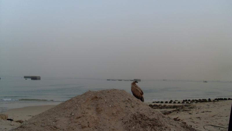 24. Costa de Nouadhibou, Mauritania