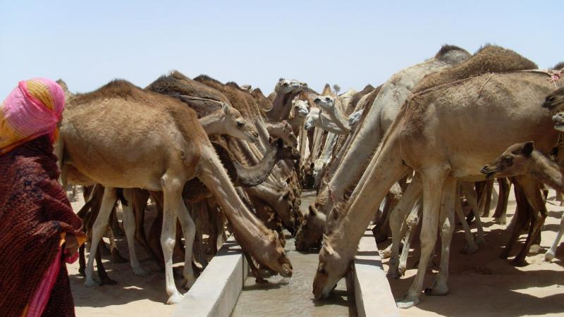 15. Imágenes de los bebederos de camellos, proyecto creado por MPDLC - Movimiento por la Paz, el Desarme y la Libertad en Canarias - en Boulaboir, Mauritania