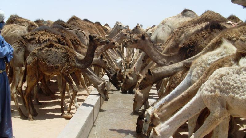 16. Imágenes de los bebederos de camellos, proyecto creado por MPDLC - Movimiento por la Paz, el Desarme y la Libertad en Canarias - en Boulaboir, Mauritania