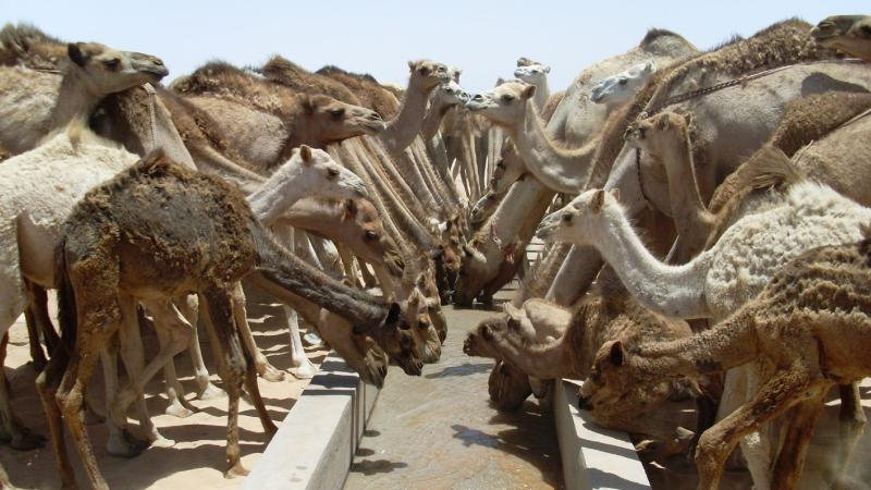 17. Imágenes de los bebederos de camellos, proyecto creado por MPDLC - Movimiento por la Paz, el Desarme y la Libertad en Canarias - en Boulaboir, Mauritania