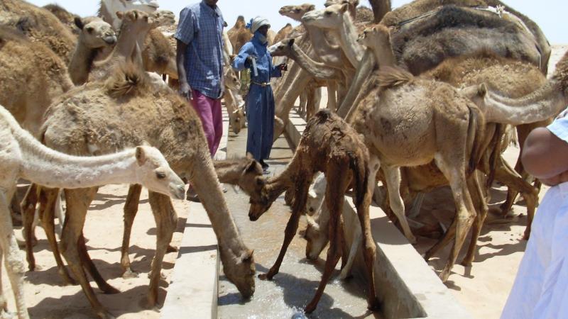 18. Imágenes de los bebederos de camellos, proyecto creado por MPDLC - Movimiento por la Paz, el Desarme y la Libertad en Canarias - en Boulaboir, Mauritania