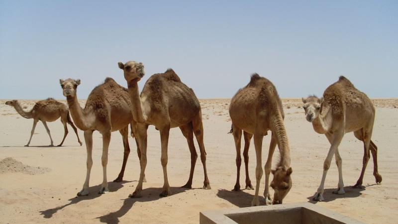 19. Imágenes de los bebederos de camellos, proyecto creado por MPDLC - Movimiento por la Paz, el Desarme y la Libertad en Canarias - en Boulaboir, Mauritania