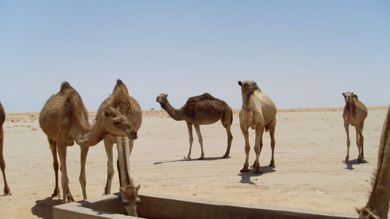 20. Imágenes de los bebederos de camellos, proyecto creado por MPDLC - Movimiento por la Paz, el Desarme y la Libertad en Canarias - en Boulaboir, Mauritania
