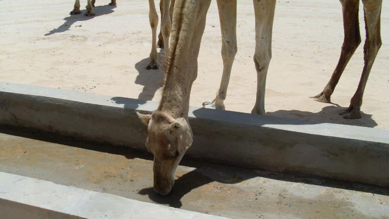 21. Imágenes de los bebederos de camellos, proyecto creado por MPDLC - Movimiento por la Paz, el Desarme y la Libertad en Canarias - en Boulaboir, Mauritania