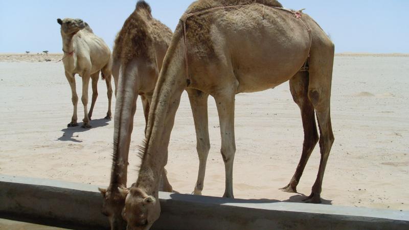 22. Imágenes de los bebederos de camellos, proyecto creado por MPDLC - Movimiento por la Paz, el Desarme y la Libertad en Canarias - en Boulaboir, Mauritania