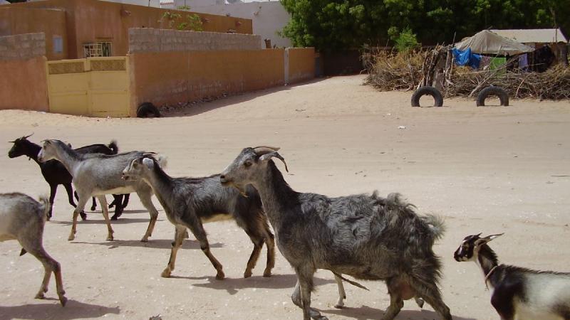 14.	Imágenes de la ciudad de Nouakchott, capital de Mauritania