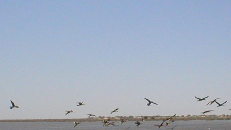 1. Imágenes del Parque Nacional del Banco de Arguin, Mauritania