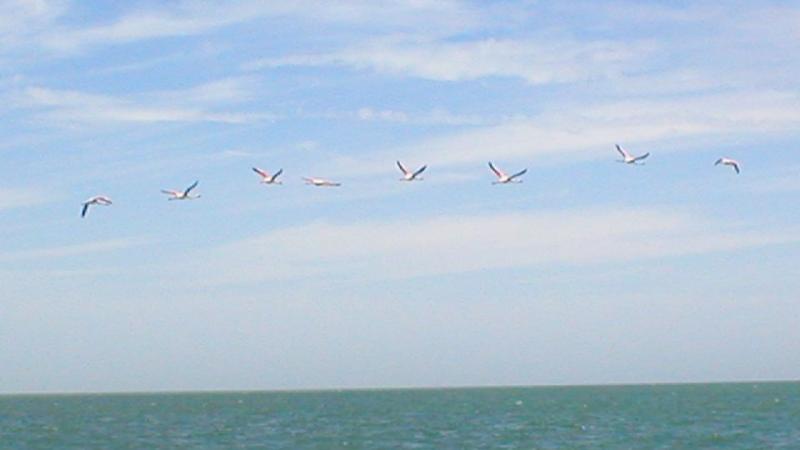 7. Imágenes del Parque Nacional del Banco de Arguin, Mauritania
