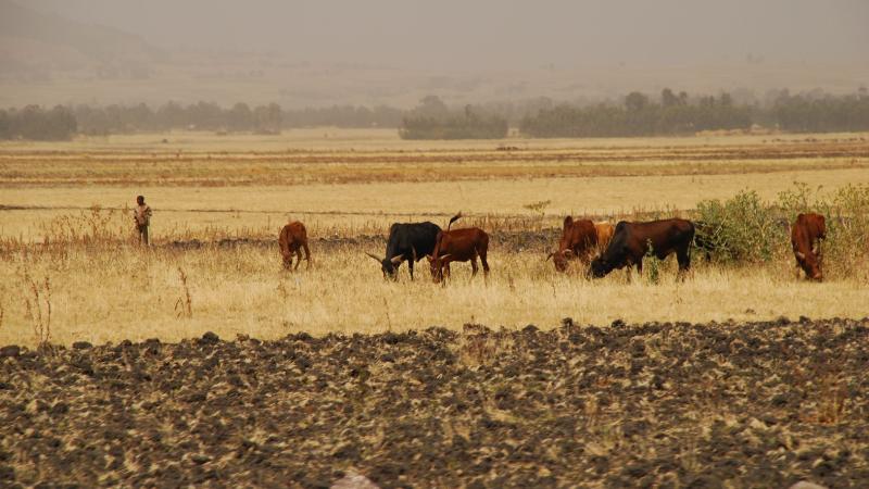 19. Imágenes de Addis Abeba, Etiopía