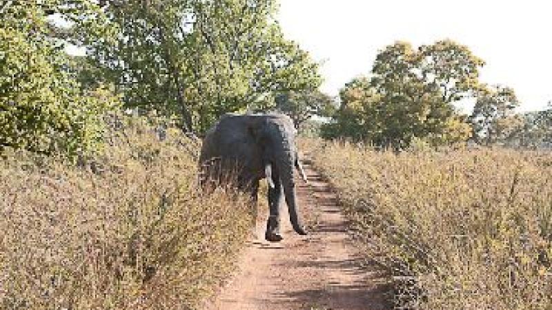 15. Pendjari. Elefante