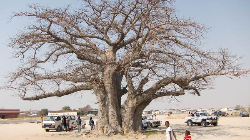 2. Camino a Opuwo. Baobab