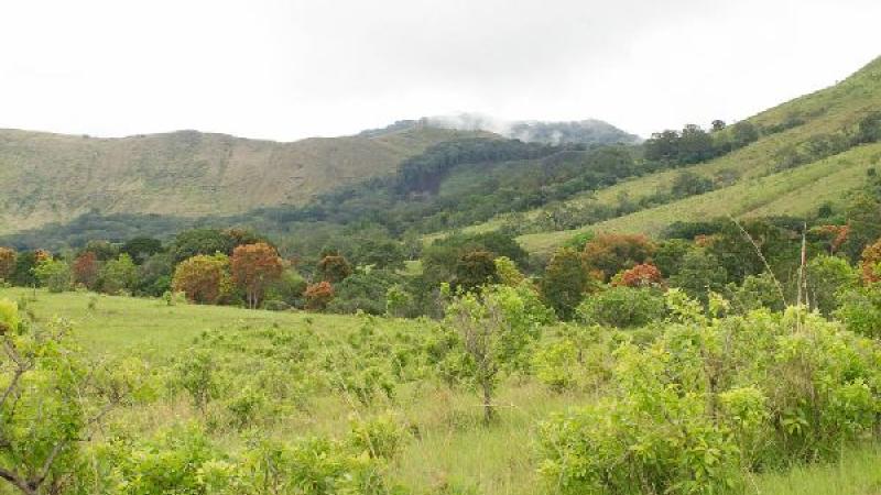 7. Lope Parque. Bosque