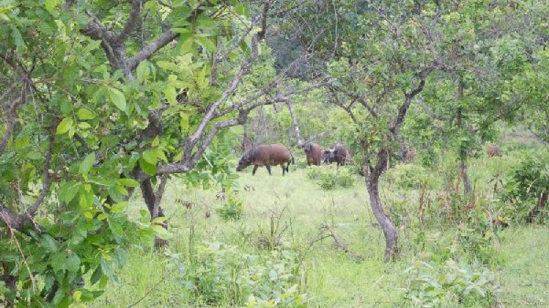 10. Lope Parque Nacional Bufalos