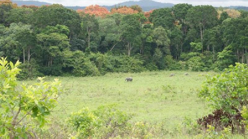 11. Lope Parque Nacional Elefantes