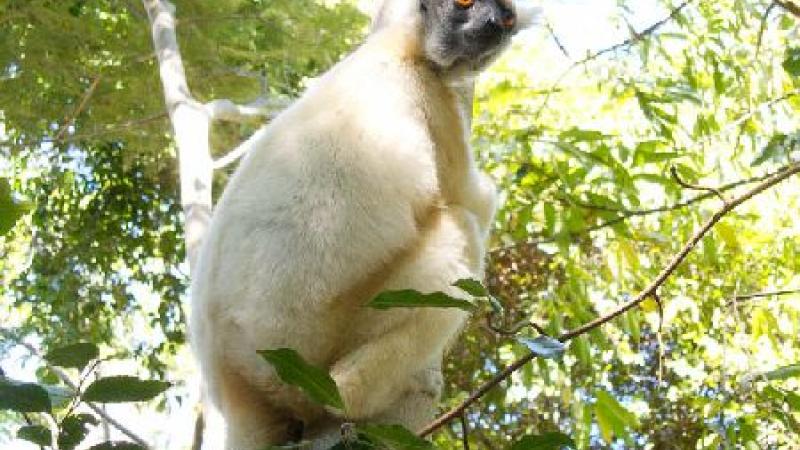 5. Dariana. Visita Parque. Lemures Blancos
