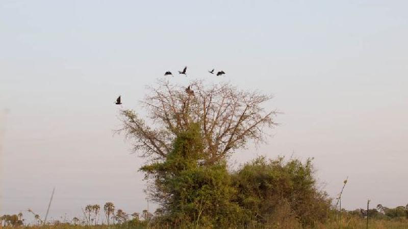 1. Boro River y Baobab Island