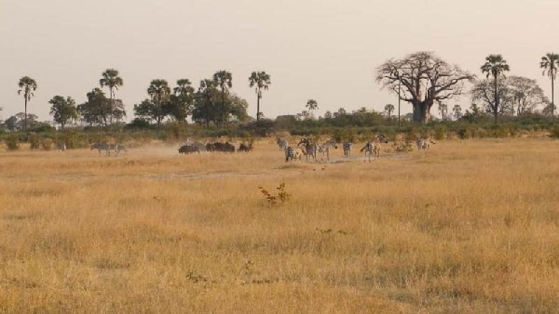 4. Boro River y Baobab Island