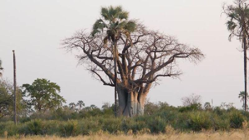 5. Boro River y Baobab Island