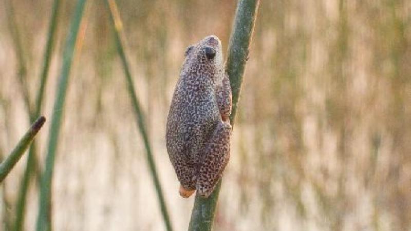 8. Okavango. Bell Frog