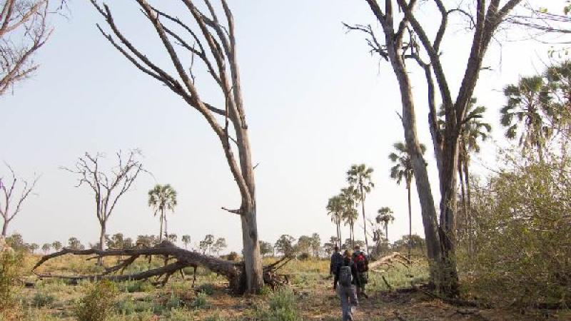 12. Okavango. BushWalk