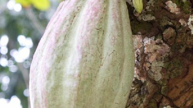 4. cacao flor y fruto