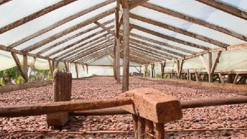 5. Cacao seadero Campo Novo. Secadero
