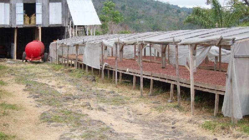 6. Cacao Secado. Monteforte