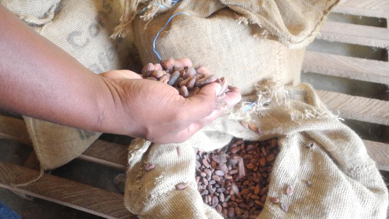 12. Plantación de cacao en Petit Bonduku
