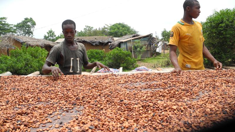 13. Plantación de cacao en Petit Bonduku