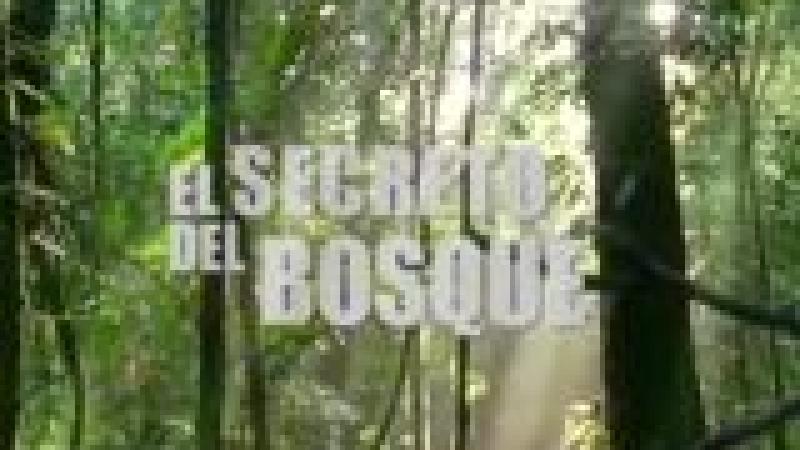 El secreto del Bosque