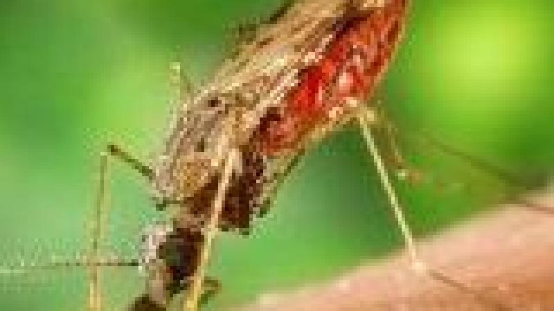 Malaria: avances y retos actuales