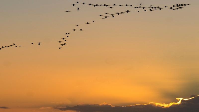 Jornada «Retos estratégicos del escenario migratorio hacia Europa por vía atlántica para el Horizonte 2030»